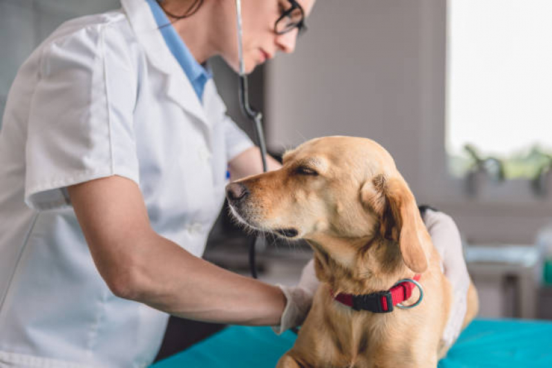 Clínica Veterinária Emergência SHTS Setor Hoteleiro Sul - Clínica Veterinária Cão e Gato Asa Norte