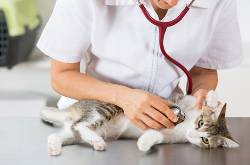 Clínica Veterinária Geral Contato Cruzeiro - Clínica Geral Veterinária Perto Lago Norte