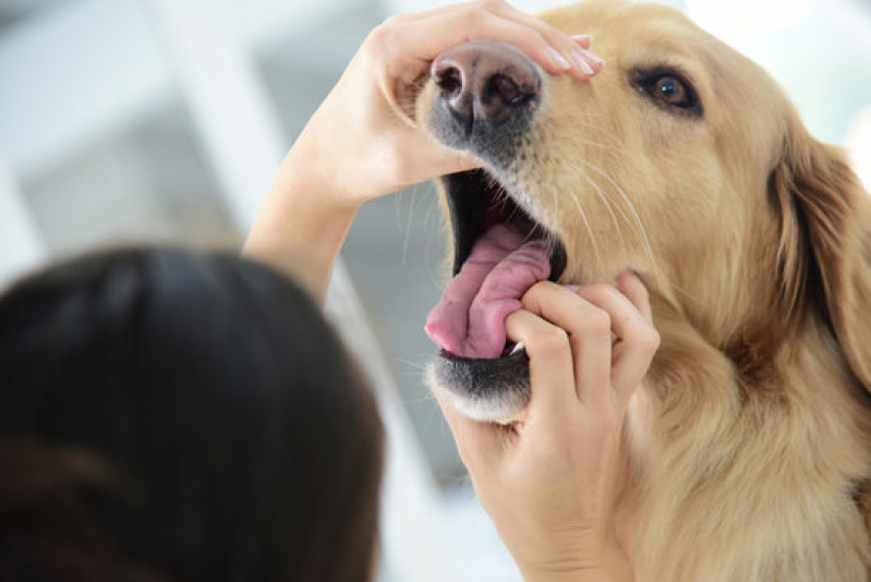 Clínica Veterinária Geral Endereço Noroeste - Clínica Veterinária Geral Lago Noroeste