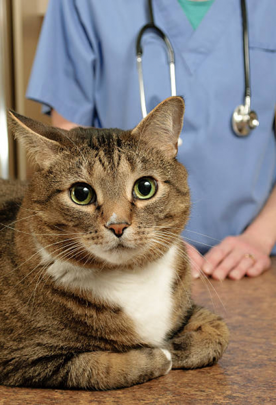 Clínica Veterinária Integrativa Animal PRAÇA DOS TRIBUNAIS PRAÇA DO BURITI SIG - Clínica Veterinária Integrativa para Gatos