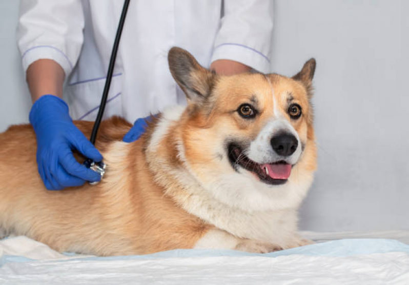 Clínica Veterinária Integrativa Cachorros e Gatos SCN SETOR COMERCIAL NORTE - Clínica Veterinária Integrativa para Cães e Gatos