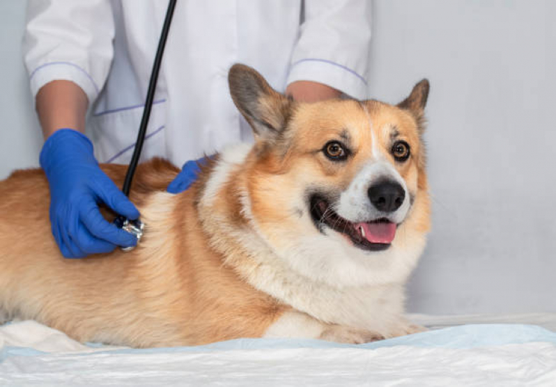 Clínica Veterinária Integrativa Cachorros e Gatos Lago - Clínica Veterinária Integrativa para Pet Brasília