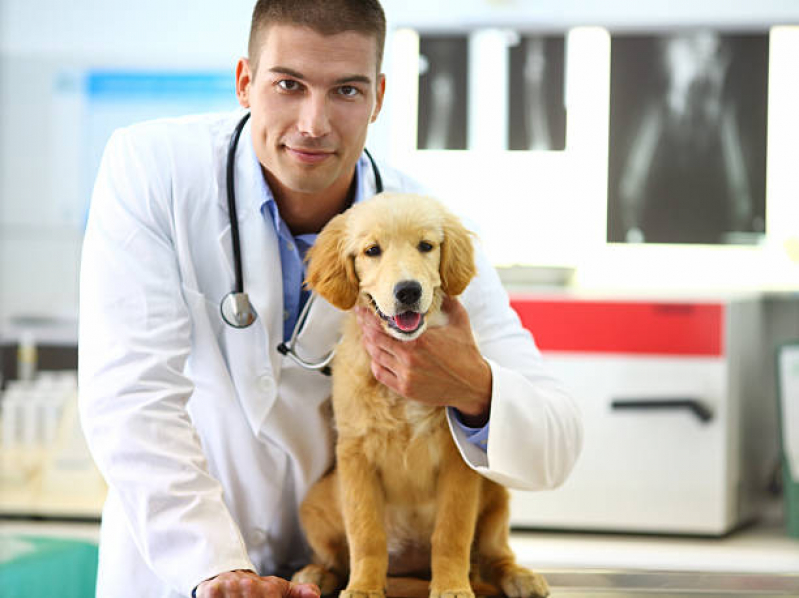 Clínica Veterinária Integrativa Cachorros Telefone Praça dos Três Poderes - Clínica Veterinária Integrativa para Animais