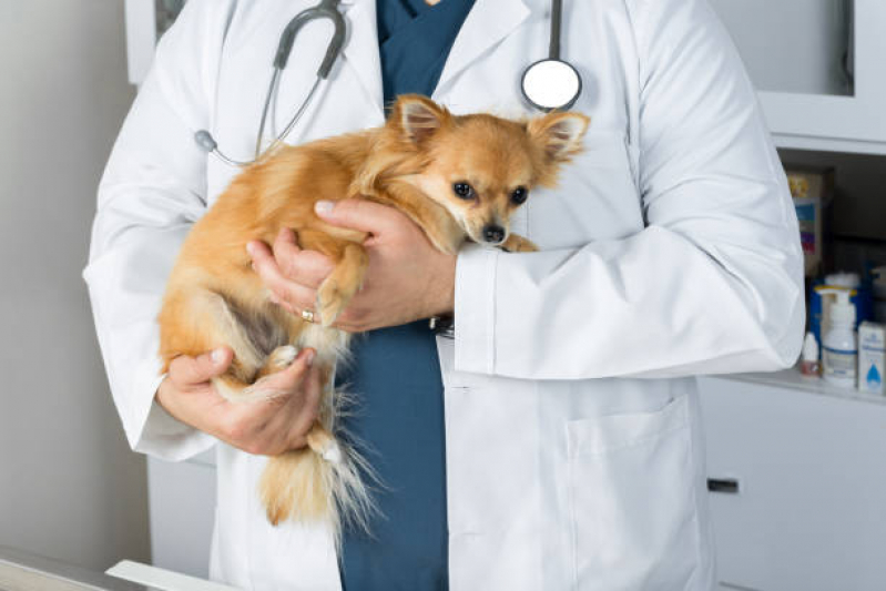 Clínica Veterinária Integrativa Cachorros Sobradinho - Clínica Veterinária Integrativa para Pet