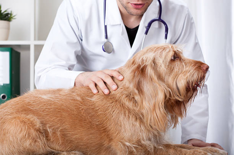 Clínica Veterinária Integrativa Cães Telefone Grande Colorado - Clínica Veterinária Integrativa para Pet Asa Norte