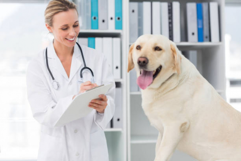 Clínica Veterinária Integrativa Cães Cruzeiro Velho - Clínica Veterinária Integrativa para Pet