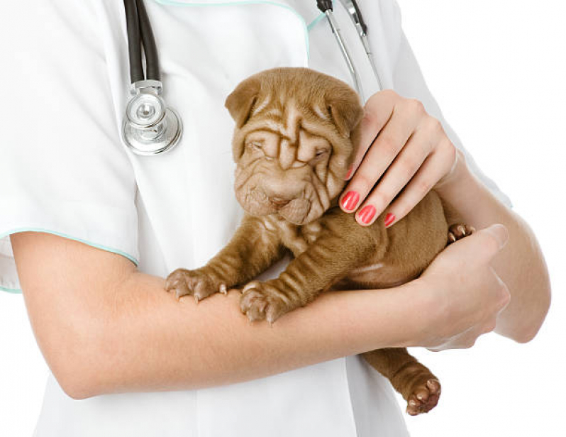 Clínica Veterinária Integrativa Mais Próxima Telefone Park Way - Clínica Veterinária Integrativa para Cães e Gatos