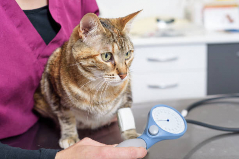 Clínica Veterinária Integrativa Mais Próxima Brasília - Clínica Veterinária Integrativa para Animais