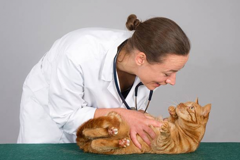 Clínica Veterinária Integrativa para Gatos Lado Sul - Clínica Veterinária Integrativa Cachorros