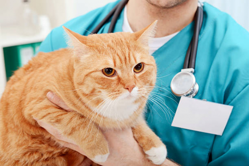 Clínica Veterinária Integrativa para Pet Telefone SETOR DE CLUBES NORTE - Clínica Veterinária Integrativa para Gatos