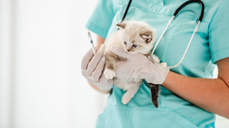 Clínica Veterinária Mais Próxima Cruzeiro Novo - Clínica Veterinária Mais Próxima