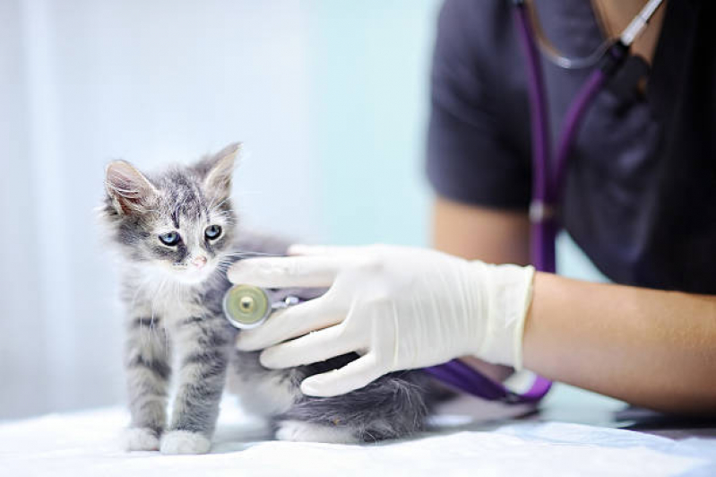 Clínica Veterinária para Gatos Guará - Clínica Veterinária Pequenos Animais Lago Norte