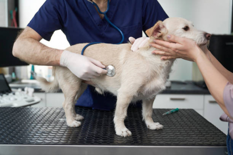 Clínica Veterinária Perto Contato SIA - Clínica Veterinária Cães e Gatos