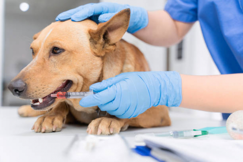 Clínica Veterinária Próxima Contato Lado Norte - Clínica Veterinária Brasília