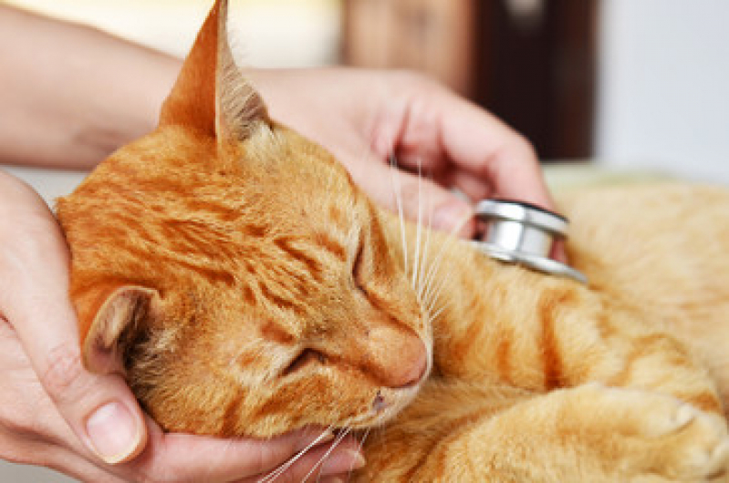 Clínico Geral Veterinário PARQUE TECNOLOGICO DE BRASILIA GRANJA DO TORT - Clínica Geral de Animais Asa Sul