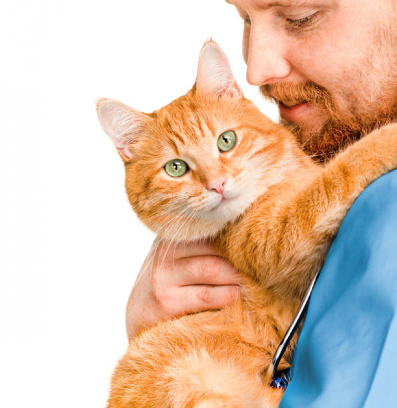 Consulta de Dermatologista para Pet Marcar Asa Norte - Consulta de Ozonioterapia para Pet