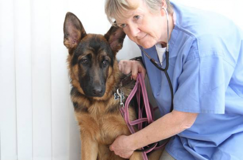 Consulta de Fisioterapia para Pet Marcar Noroeste - Consulta de Endocrinologia para Pet