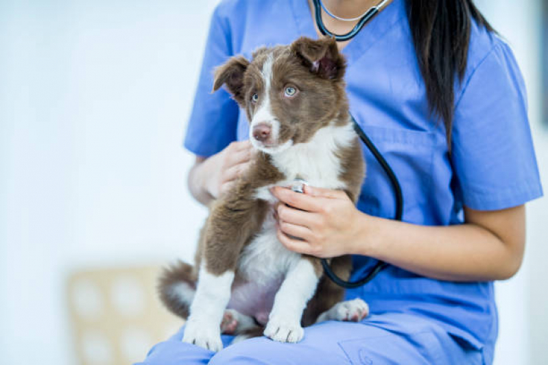 Consulta de Fisioterapia para Pet Águas Claras - Consulta de Endocrinologia para Pet