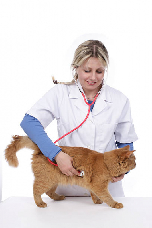 Consulta de Odontologista para Pet ERL Norte - Consulta de Ortopedia para Pet
