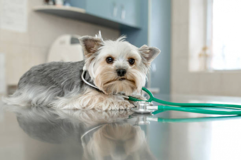 Consulta de Oftalmologista para Pet Marcar Zona Industrial - Consulta de Ortopedia para Pet