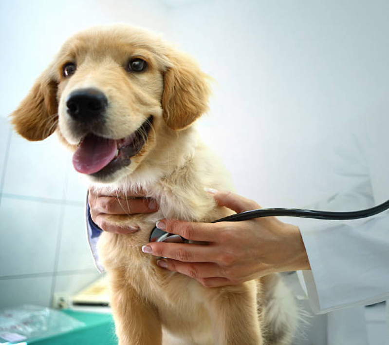 Consulta de Oftalmologista para Pet Cruzeiro Novo - Consulta de Dermatologista para Pet