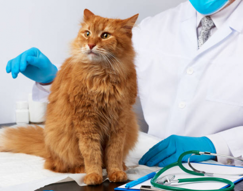Consulta de Oncologia para Pet Marcar SBS SETOR BANCÁRIO SUL - Consulta para Pet Asa Norte