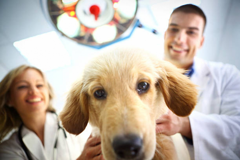 Consulta de Ortopedia para Pet Marcar Núcleo Rural Lago Oeste - Consulta de Endocrinologia para Pet