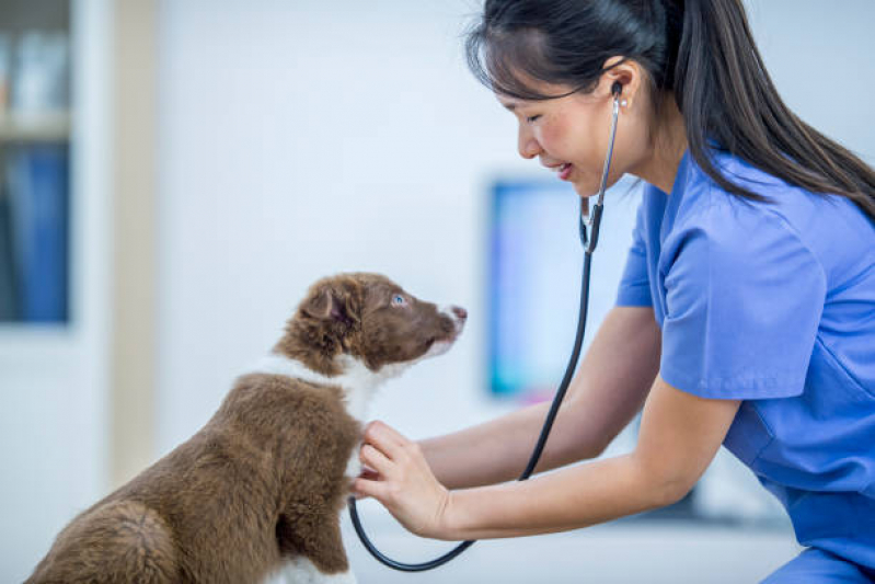 Consulta de Ortopedia para Pet Esplanada dos Ministérios - Consulta de Endocrinologia para Pet