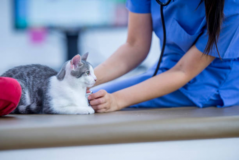 Consulta de Ozonioterapia para Pet Marcar AVENIDA W3 - Consulta de Ortopedia para Pet