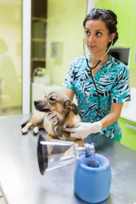 Consulta para Animais Park Way - Consulta de Ozonioterapia para Pet