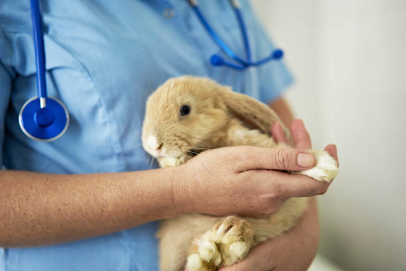 Consulta Veterinária para Animais Marcar Sh Arniqueiras - Consulta de Endocrinologia para Pet