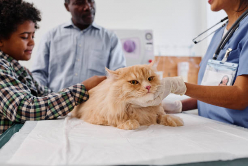 Consulta Veterinária para Animais W3 Norte - Consulta de Ortopedia para Pet