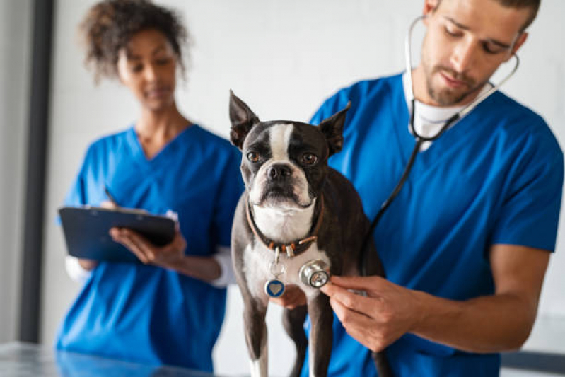 Contato de Clínica Médica Veterinária Setor de Clubes Norte - Clínica Veterinária Cão e Gato Asa Norte