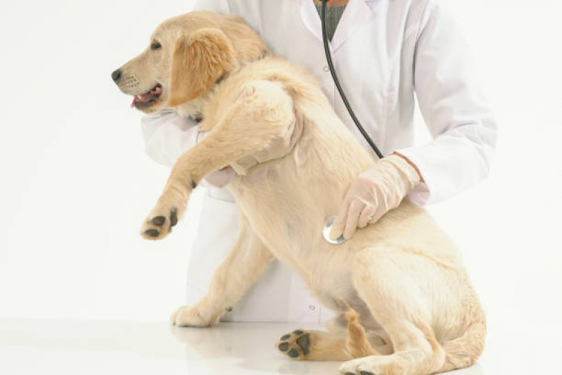 Contato de Clínica Veterinária Animais Domésticos Asa Norte - Clínica Veterinária Perto de Mim