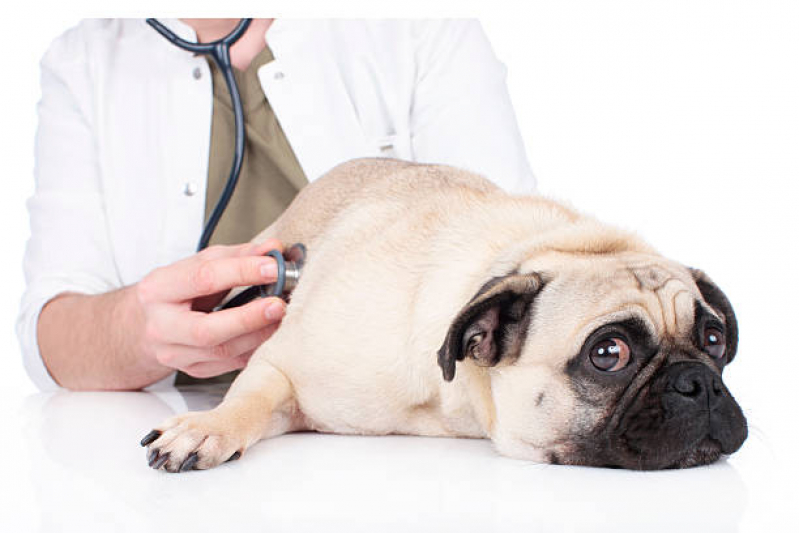 Contato de Clínica Veterinária Cães e Gatos Norte Águas Claras - Clínica Veterinária Animal