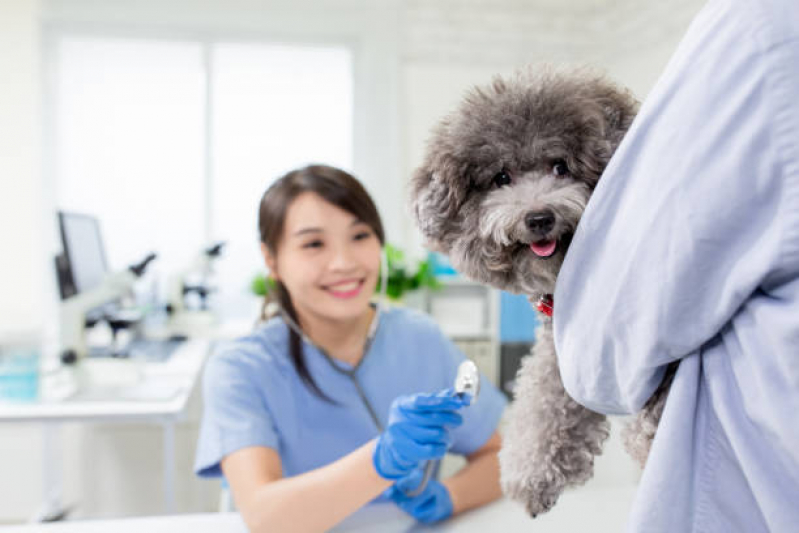 Contato de Clínica Veterinária Mais Próxima Lago - Clínica Veterinária Cães e Gatos