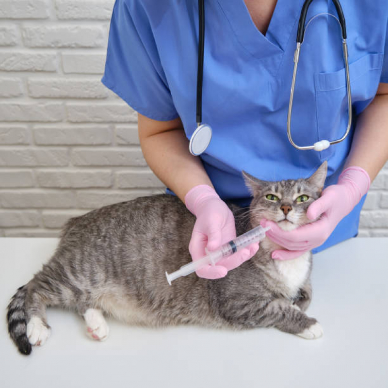 Contato de Clínica Veterinária Perto de Mim Distrito Federal - Clínica Veterinária Pet Shop