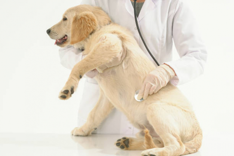 Contato de Clínica Veterinária Perto Asa Sul - Clínica Veterinária Próxima