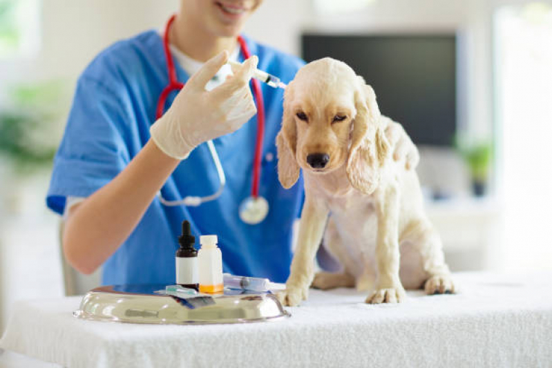 Contato de Clínica Veterinária Próxima Setor Sudoeste - Clínica Veterinária Cães e Gatos