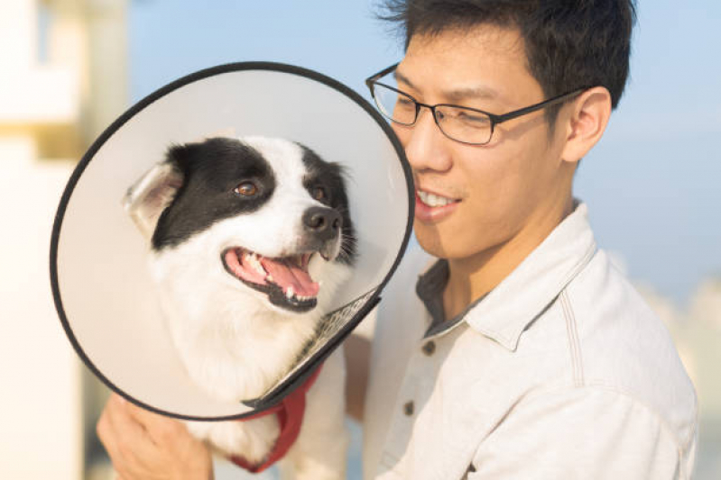 Contato de Clínica Veterinária Próximo a Mim Guará - Clínica Veterinária Perto de Mim