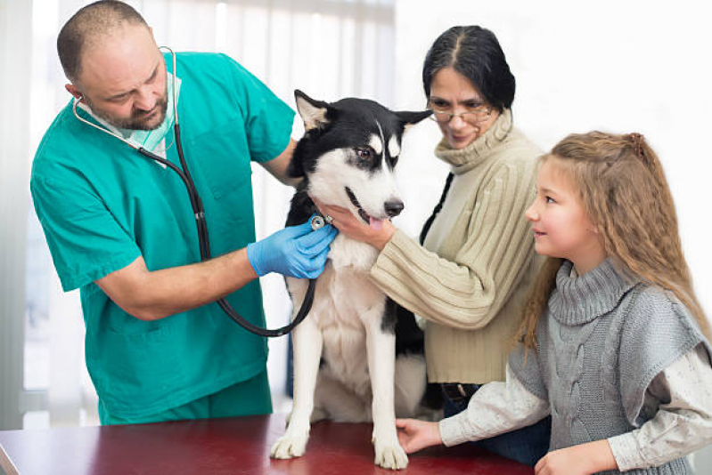 Contato de Veterinário Especialista em Cachorros Lago Norte - Veterinário Especializado em Cachorros