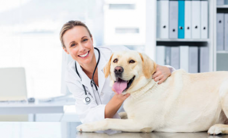 Contato de Veterinário Especializado em Cachorros Setor Administrativo - Veterinário de Animais