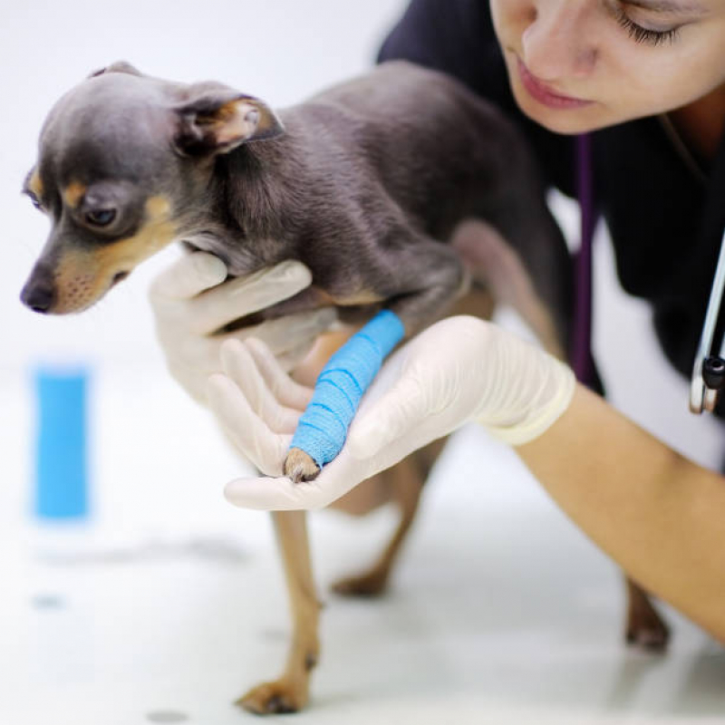 Contato de Veterinário Especializado em Gatos Guará - Veterinário Especializado em Cachorros