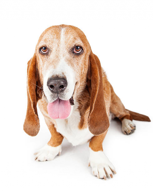 Cuidado Paliativo Animal Setor Administrativo - Cuidado Paliativo para Cachorro