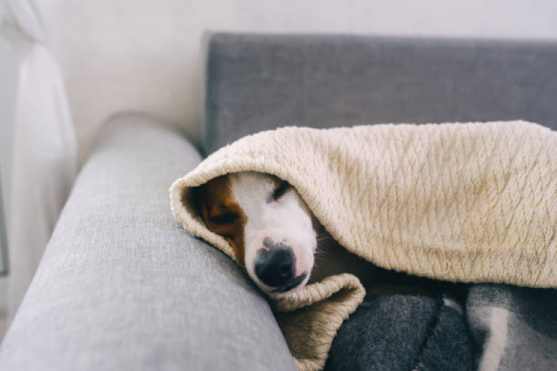 Cuidado Paliativo para Animais Marcar Setor de Clubes Sul - Cuidado Paliativo para Pet