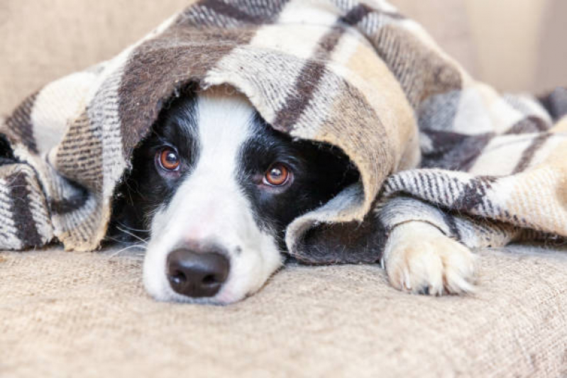 Cuidado Paliativo para Animais Eixo Rodoviário Oeste - Cuidado Paliativo para Cães