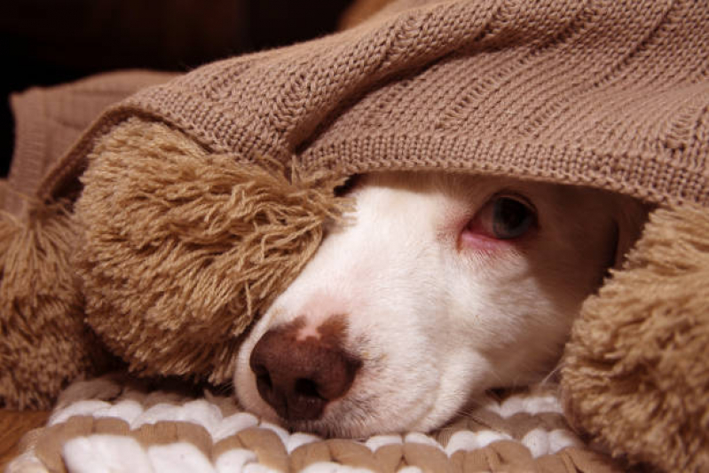 Cuidado Paliativo para Cachorro Lago - Cuidado Paliativo para Pet