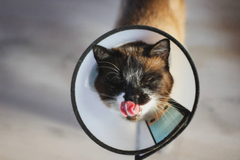 Cuidado Paliativo para Cães e Gatos Marcar ZfN Zona Industrial - Cuidado Paliativo para Gato