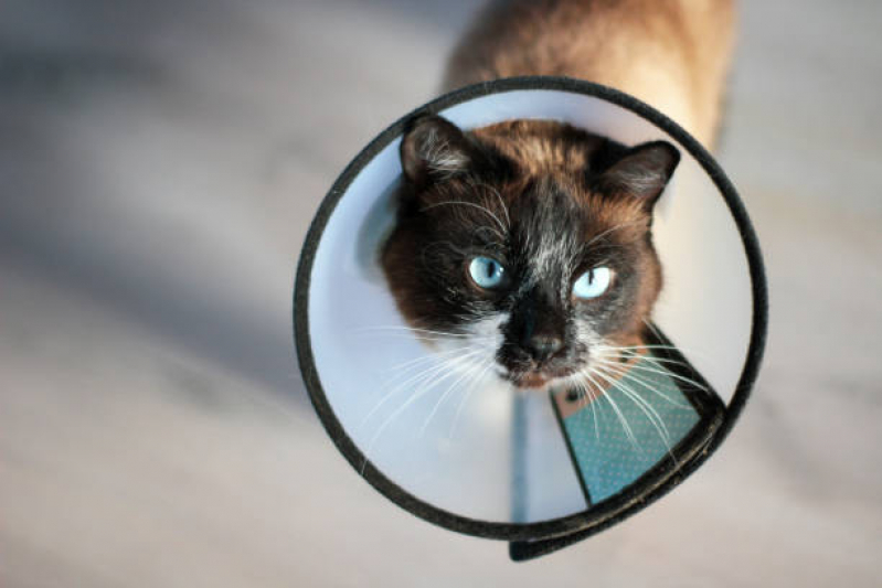 Cuidado Paliativo para Cães e Gatos Vila Telebrasília - Cuidado Paliativo para Gato
