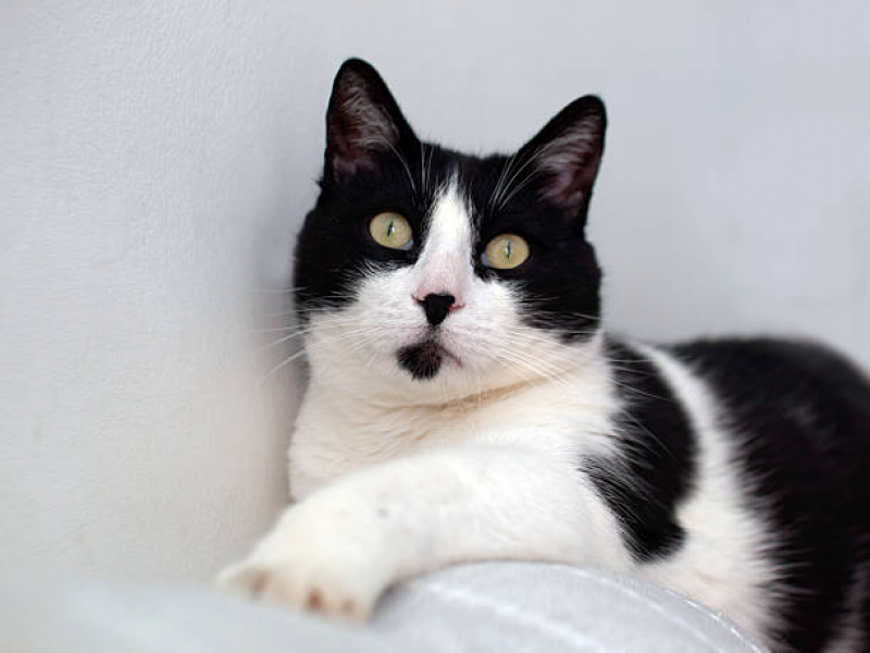 Cuidado Paliativo para Gato Marcar Eixo Rodoviário Leste - Cuidado Paliativo para Pet